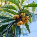 Nédlier du Japon fruits sur l'arbre