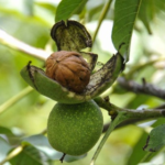 Noix dans la bogue sur l'arbre