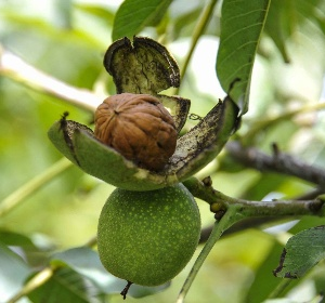 Noix dans la bogue sur l'arbre