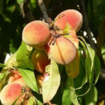 Pêche de vigne fruits sur l'arbre