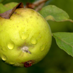 pomme coco xuria fruit