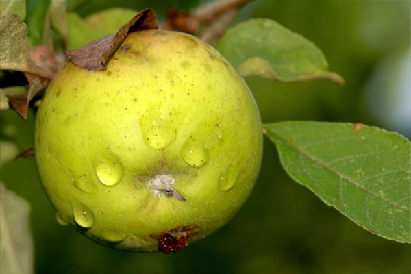 pomme coco xuria fruit