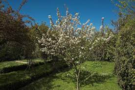 Pommier en fleurs