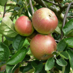 Pomme reinette d'Armorique