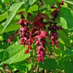 fleurs et baies arbre à faisans