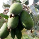 Feijoa fruit