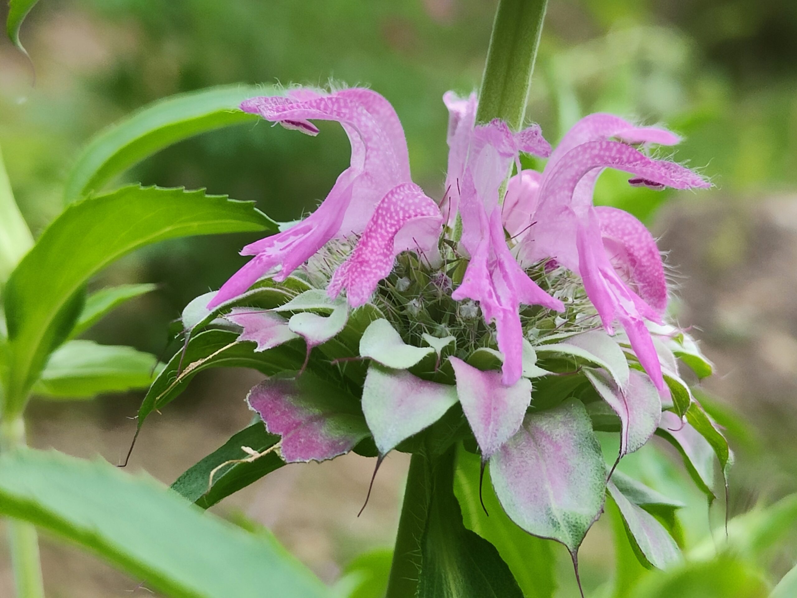 détail fleur monarde