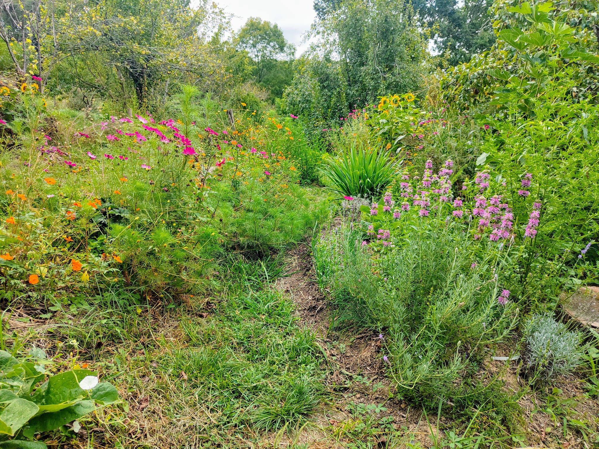 fleurs du jardin