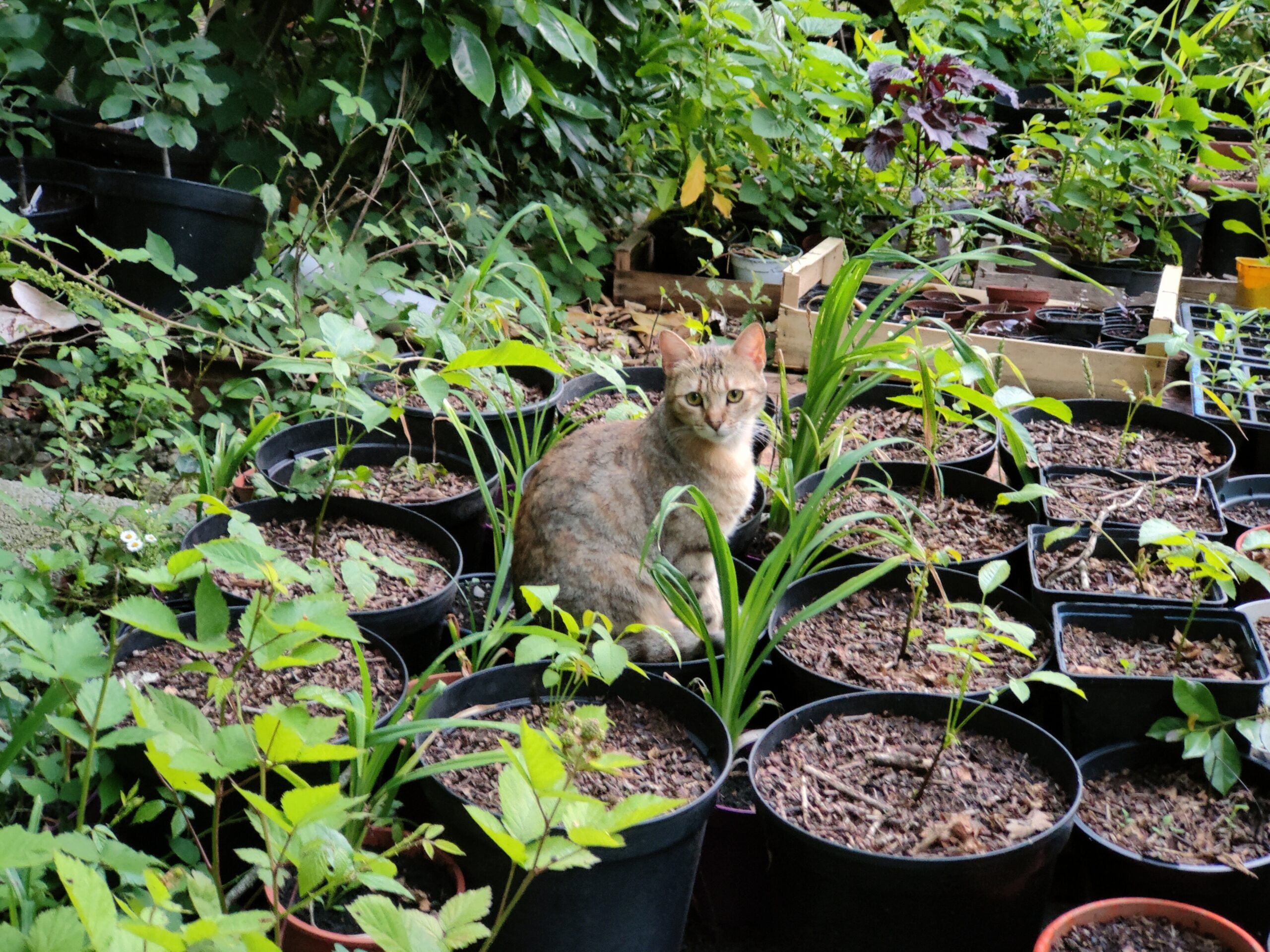 la pépinière et le chat !