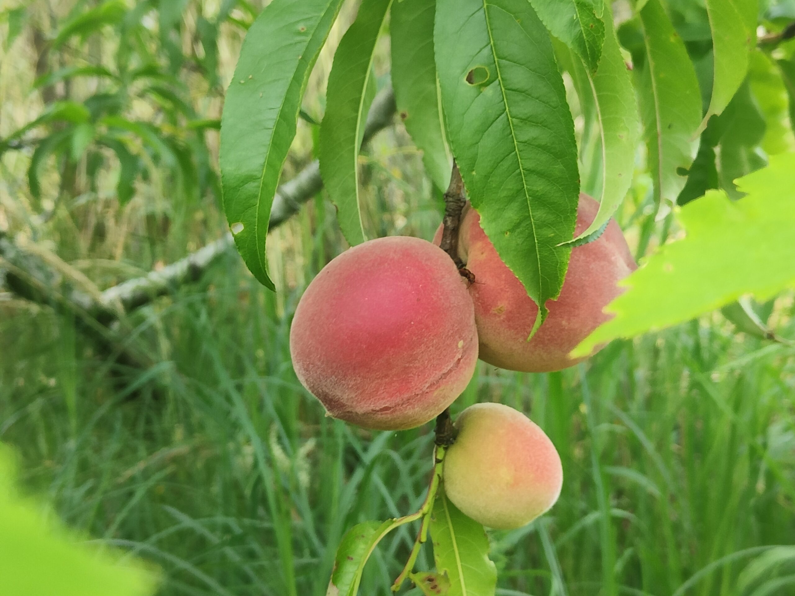 pêche du jardin