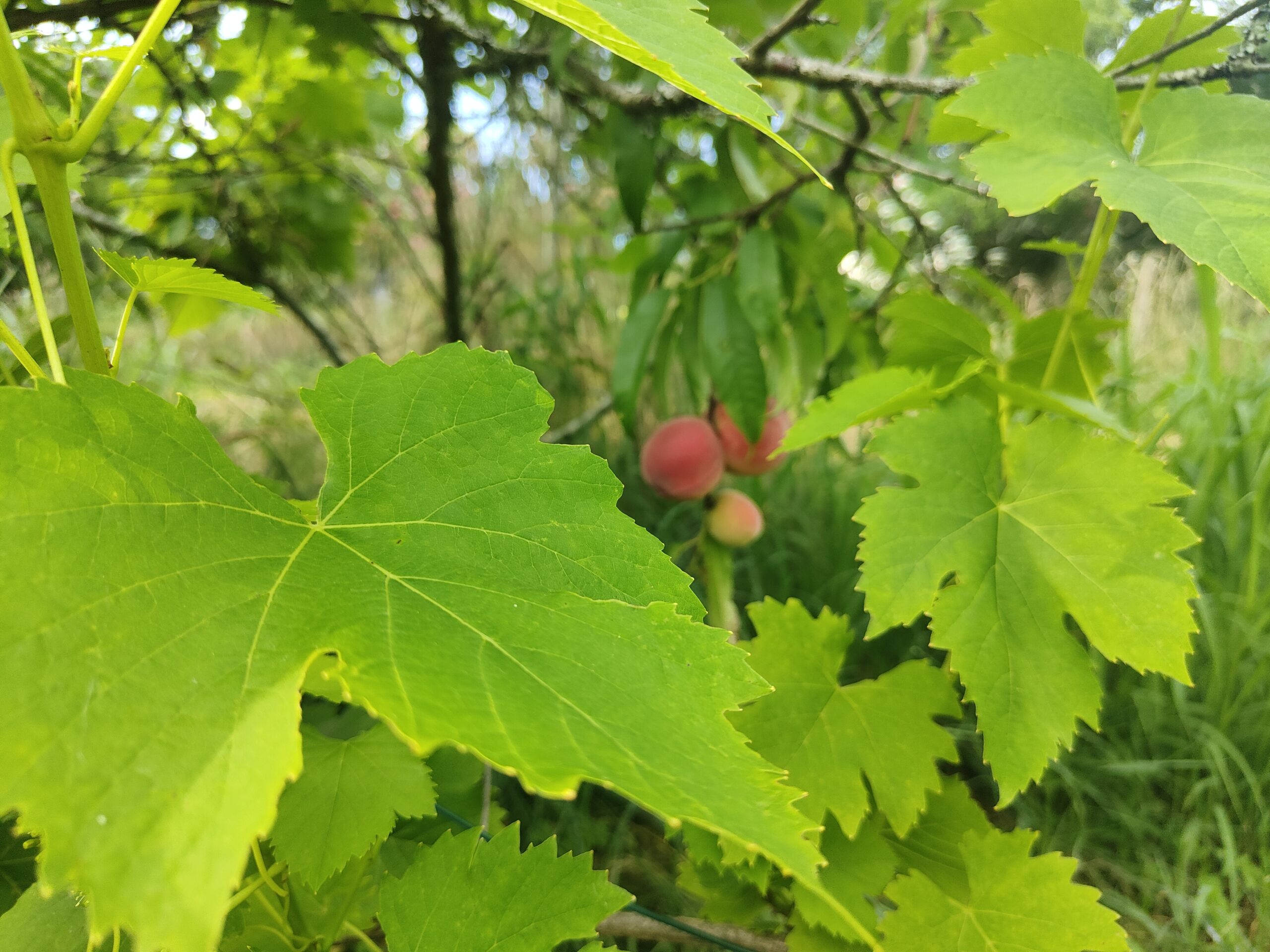 pêches et vignes au jardin